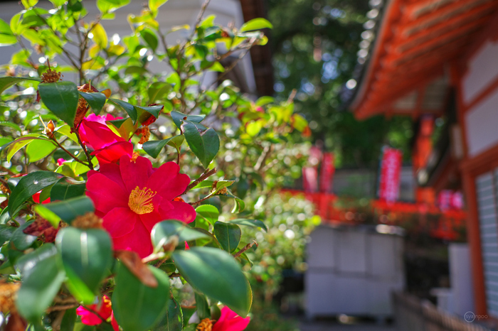 ペンタックス HD PENTAX-DA 35mmF2.8 Macro Limited ／ 京都 長岡